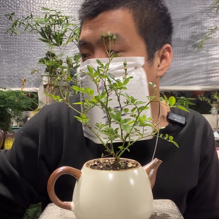 以实际为准盆景绿植盆栽101