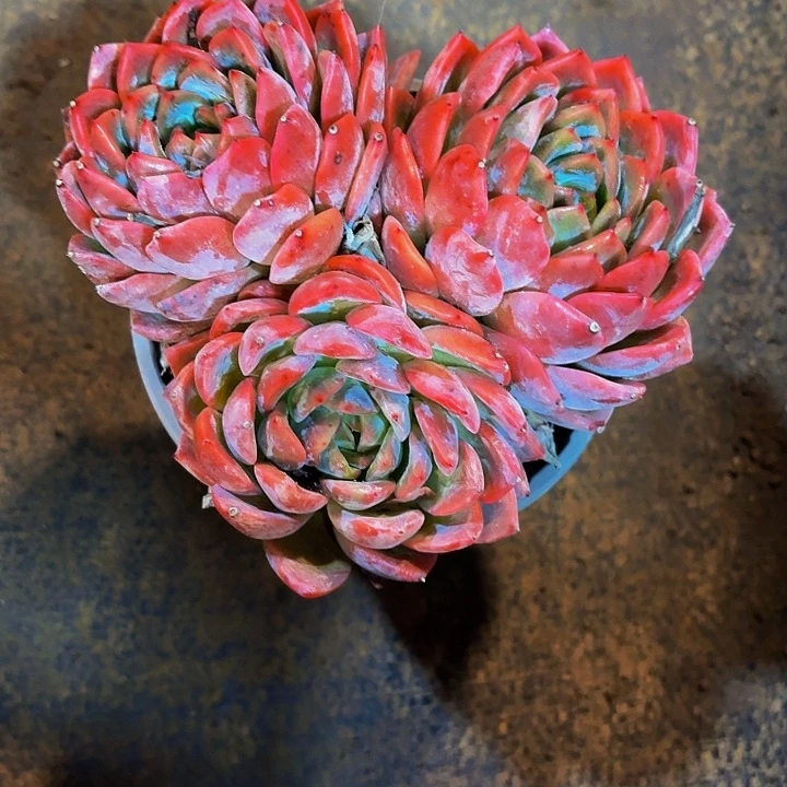 阳***露丽娟花卉红暖三头