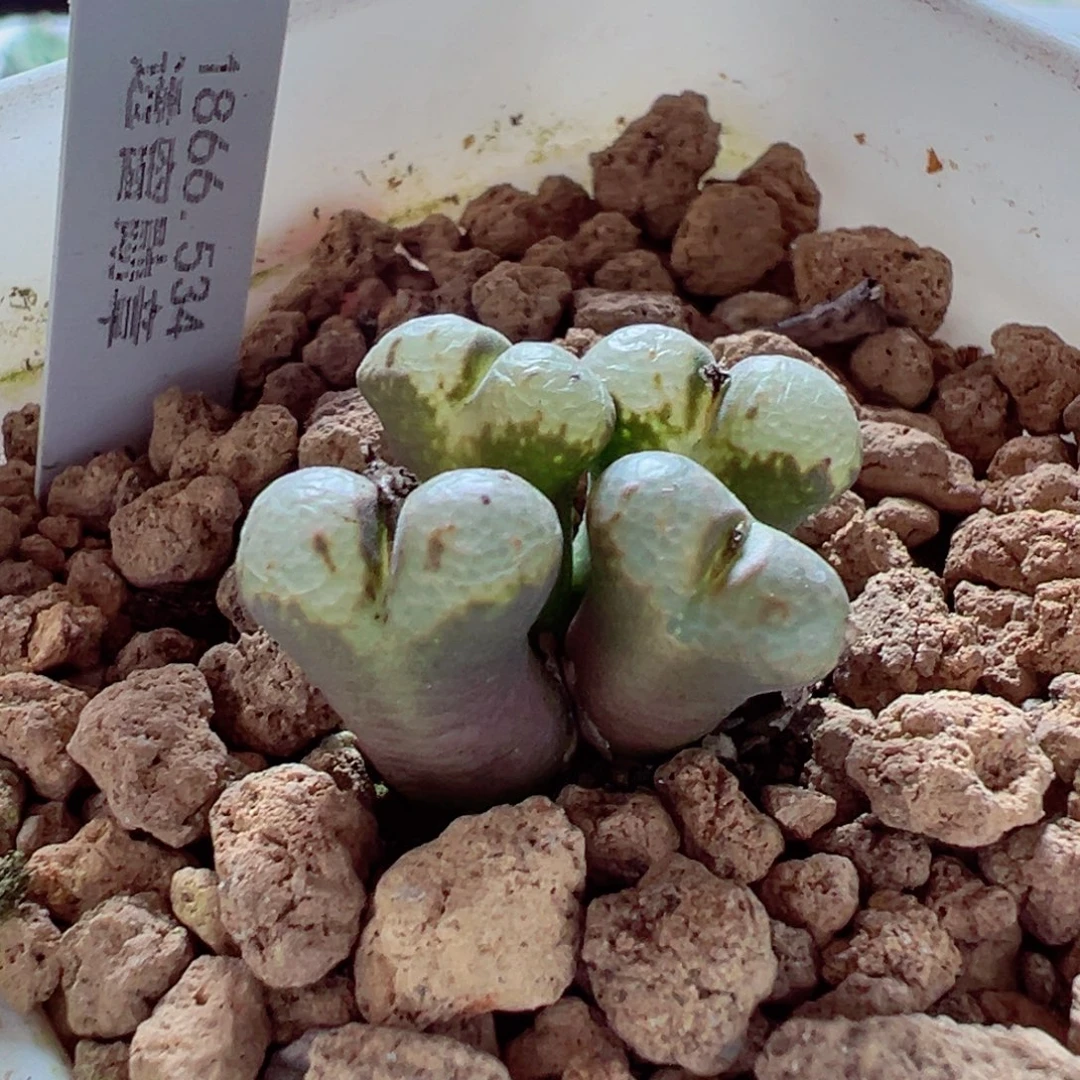 1216-409鱼子酱泡泡窗勋章