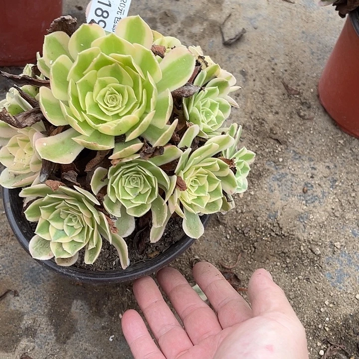 ****。189倾城多肉植物法师