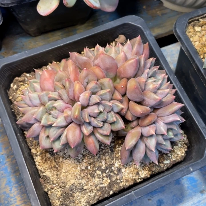 【闪购商品】黄象牙