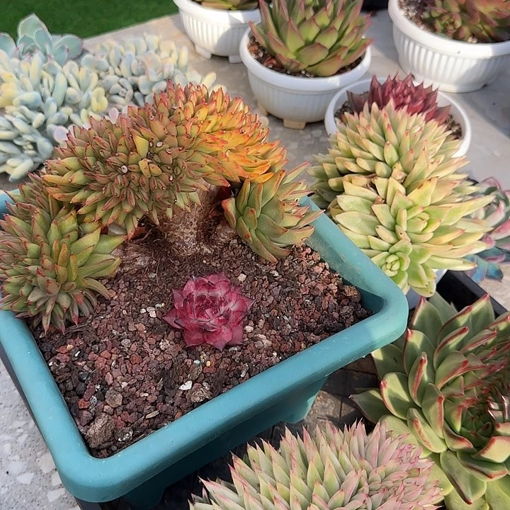 简***888  补发荔枝捧花