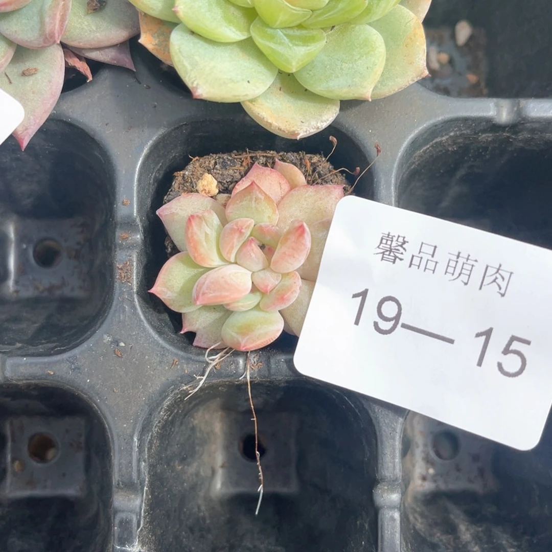 十七亩一物一拍19-15