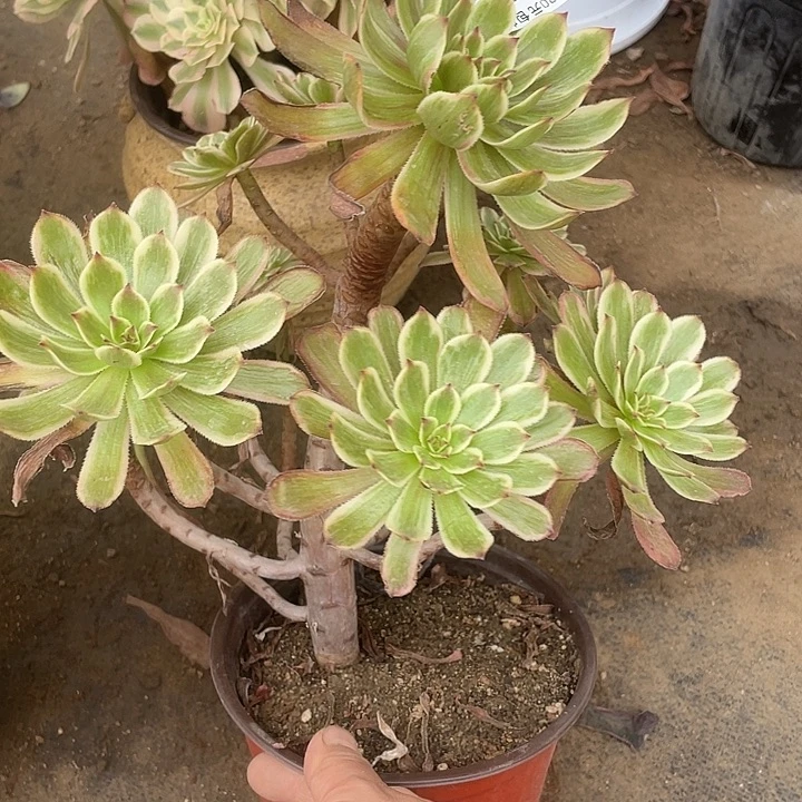 558紫霞仙子多肉植物福利