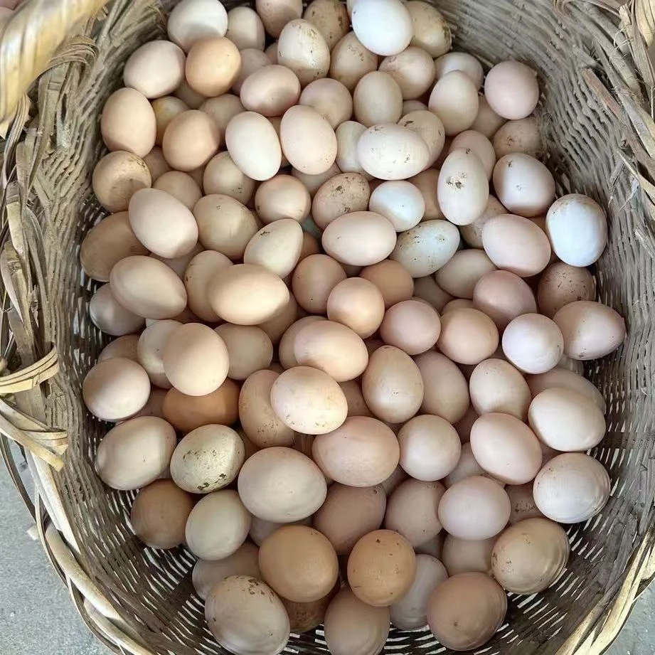 新人福利试吃十枚 初生蛋