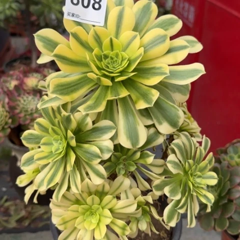 808金丝翡翠20厘米左右