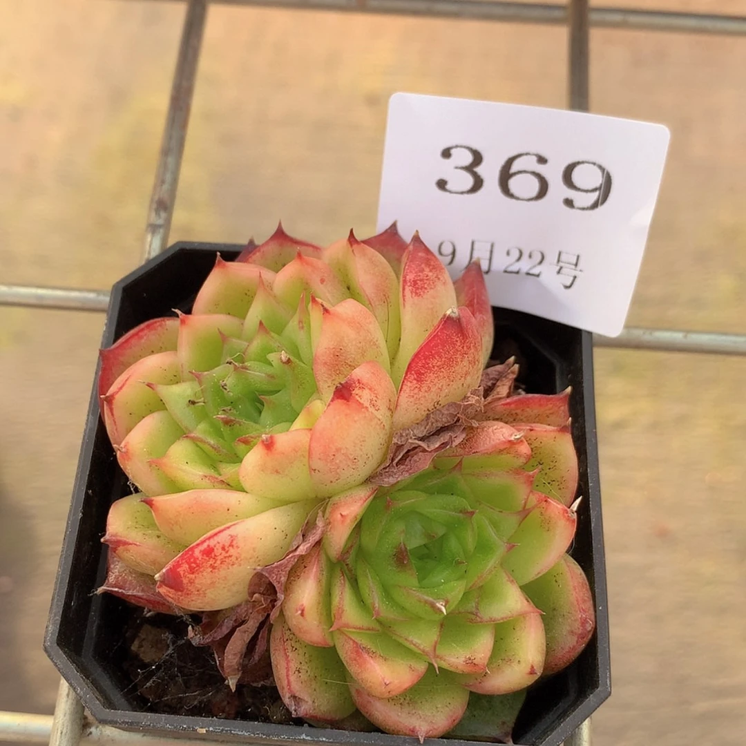 【闪购商品】云369号