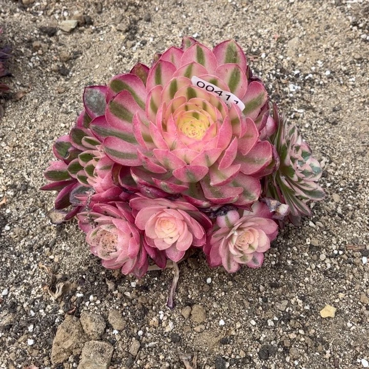 00411荔枝多肉植物