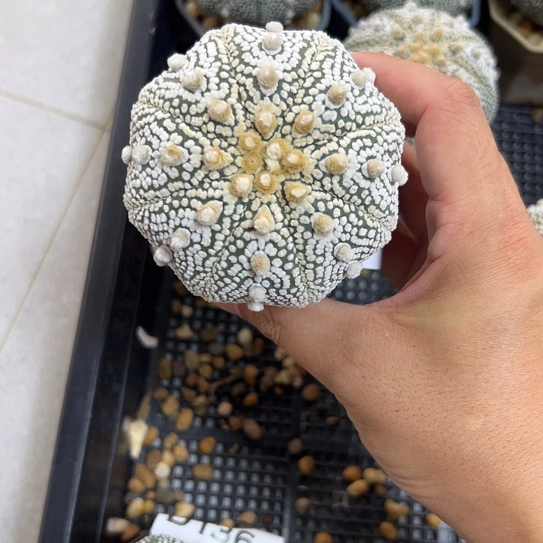 落**城D137号兜仙人球多肉植物