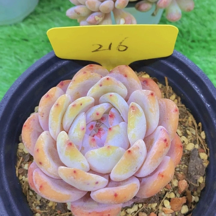 开心多肉，一物一拍