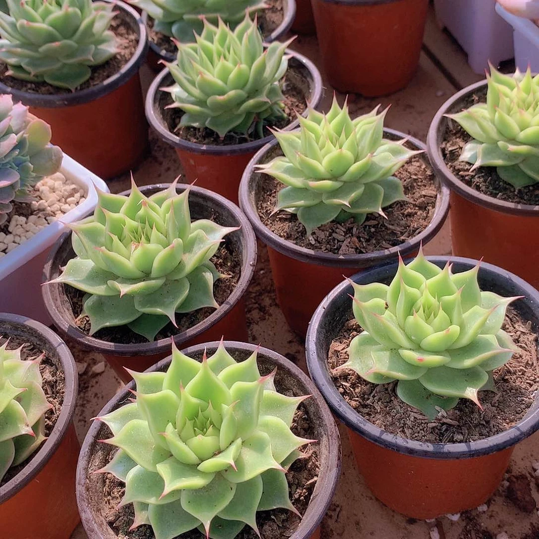 海胆麦秆2456678899900