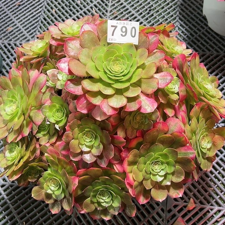 君*790雨荷多肉植物