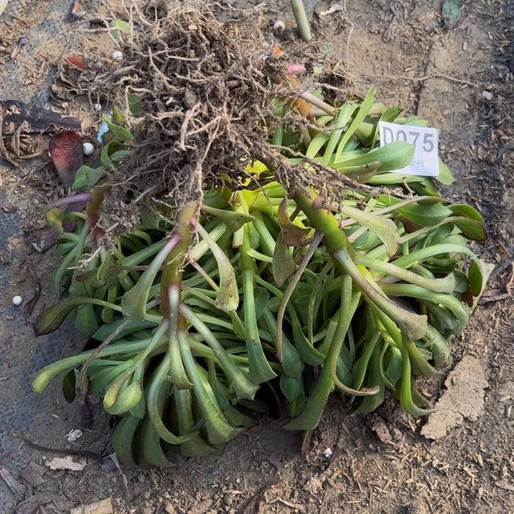 075铜鼓中班多肉法师不包断枝