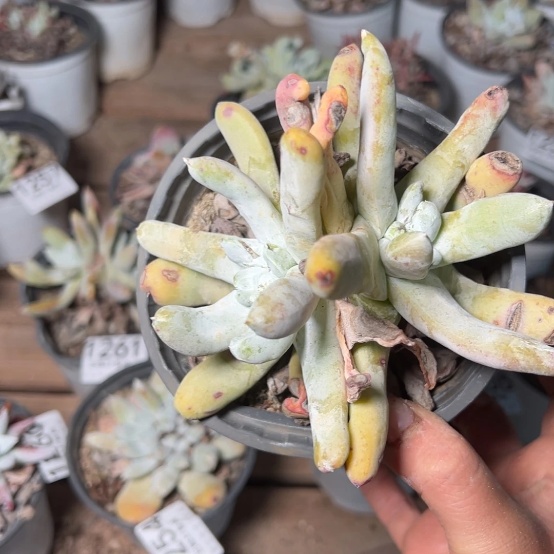 1266哈哈哈哈哈哈哈哈哈