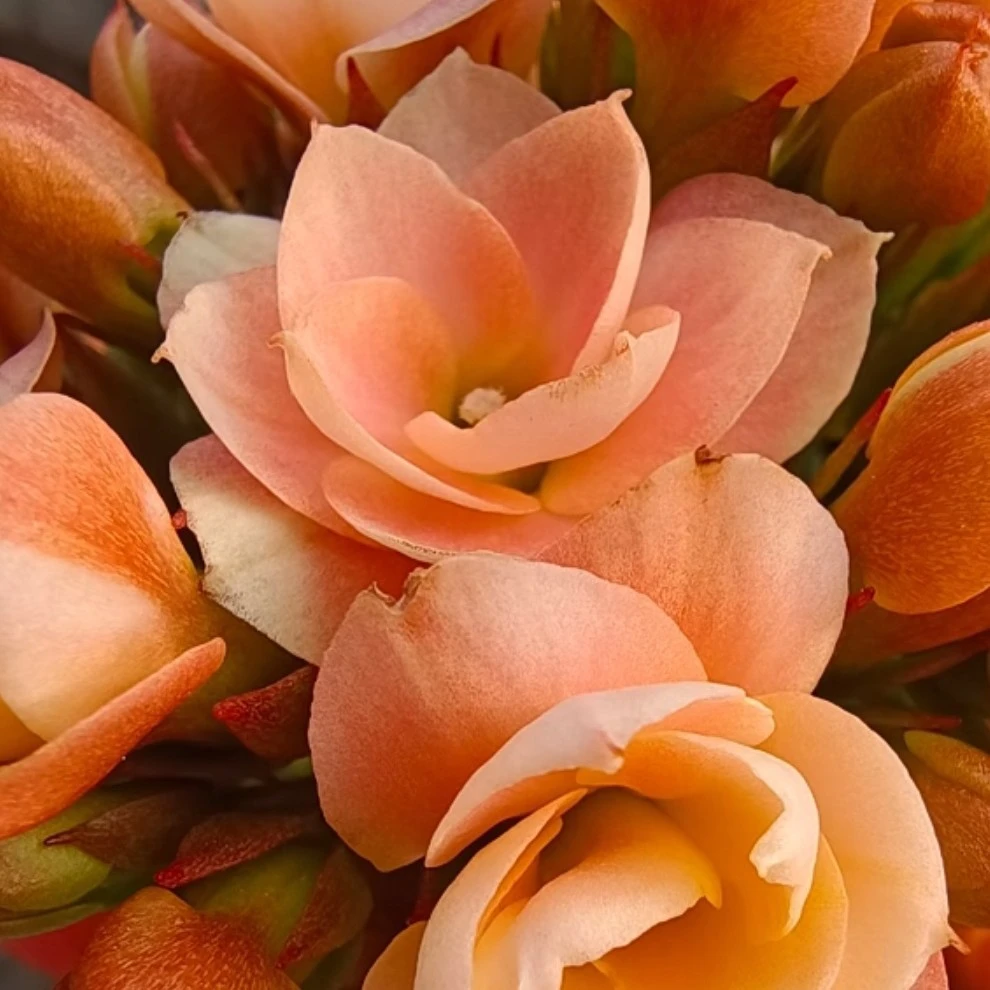 索尔丹重瓣长寿花，110盆原盆原土发货