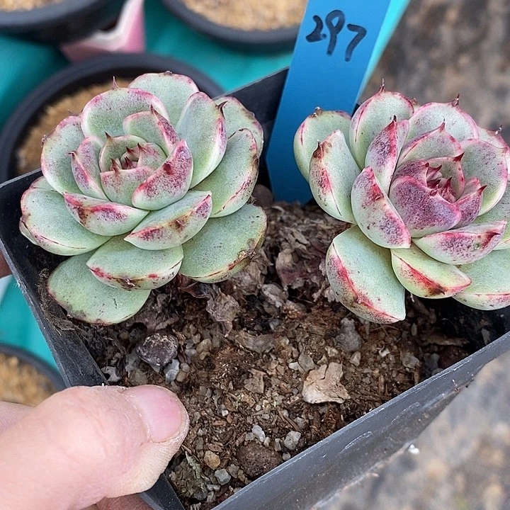 夜**兰297多肉植物老桩