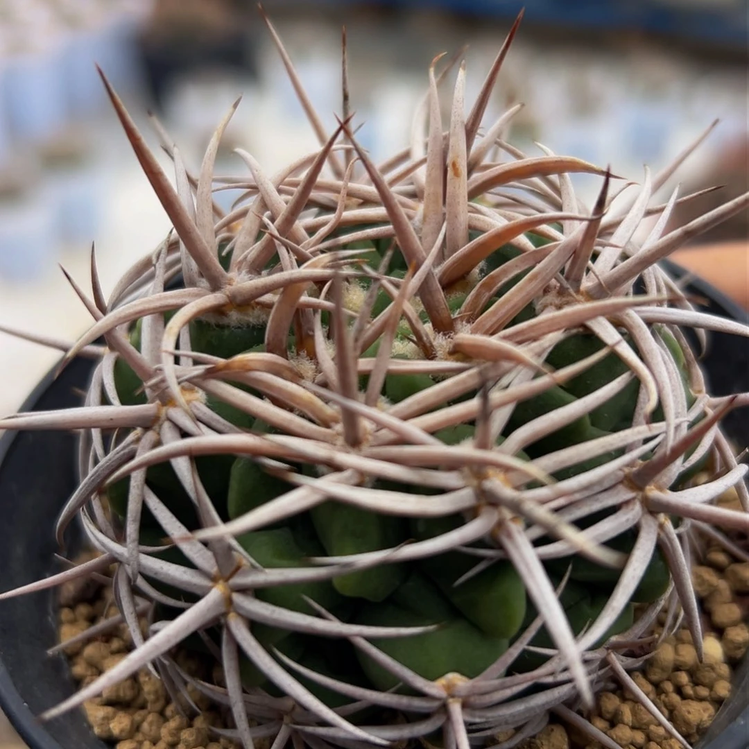 精品小精致裸鄂碧玉120