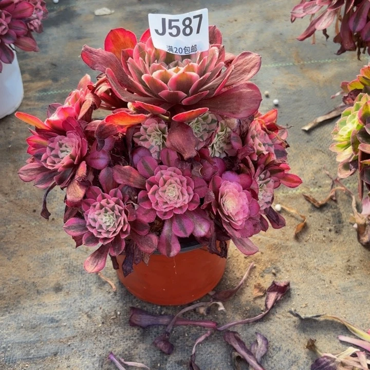 彩***亿瑞妈多肉园艺，587