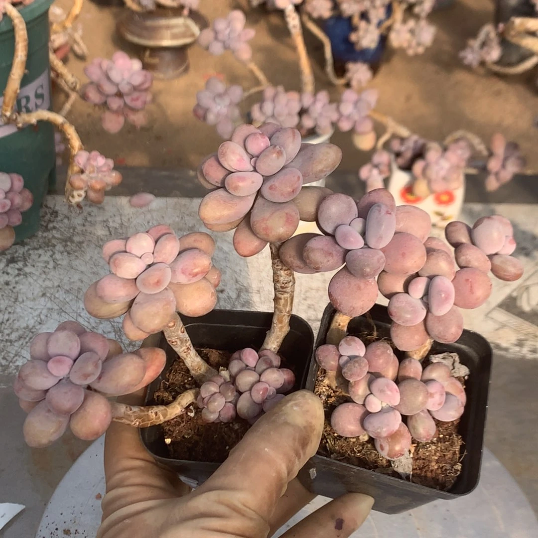 桃蛋老桩不带盆18号