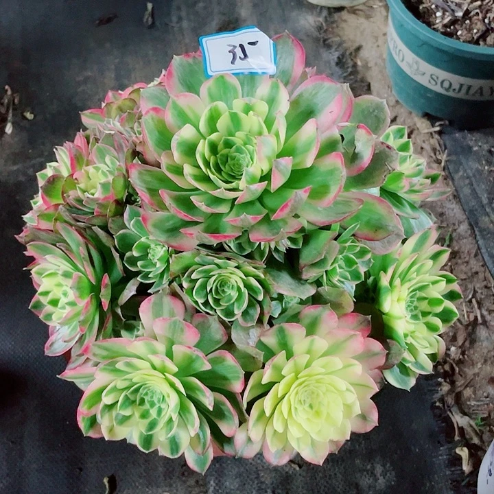 35老庄多肉法师海王