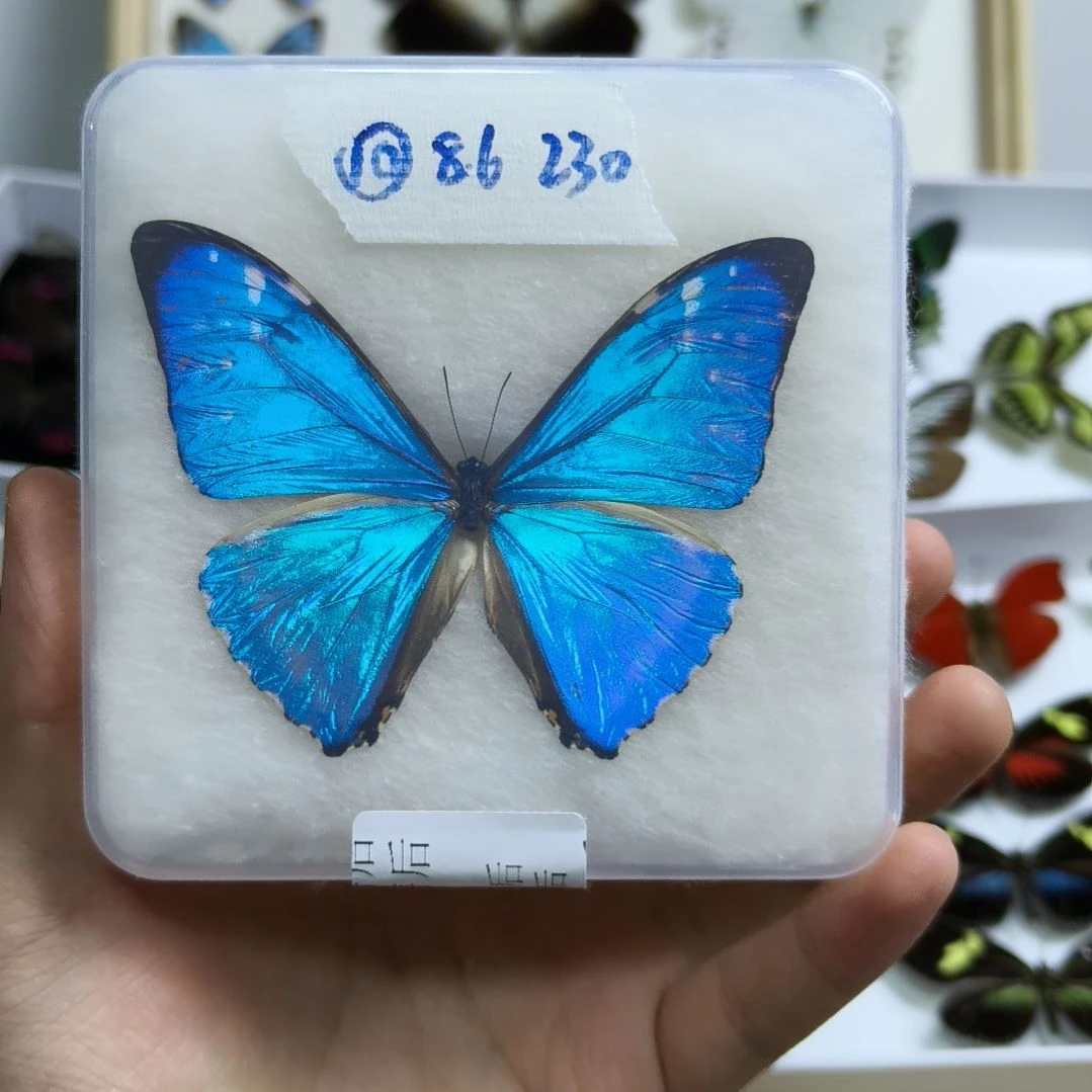 真蝴蝶标本一物一拍