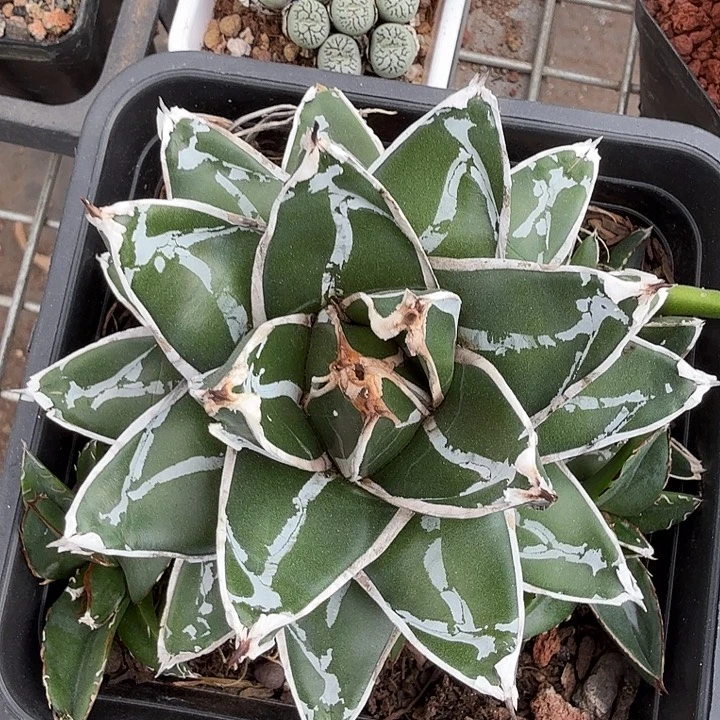 屉之雪单头10龙舌兰
