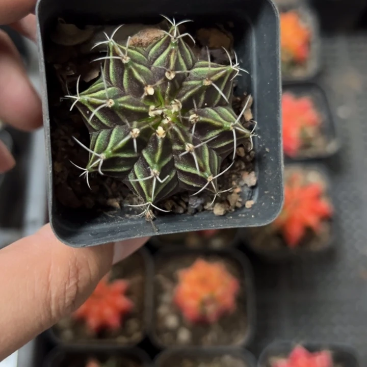 当前无花栽培后可以开花