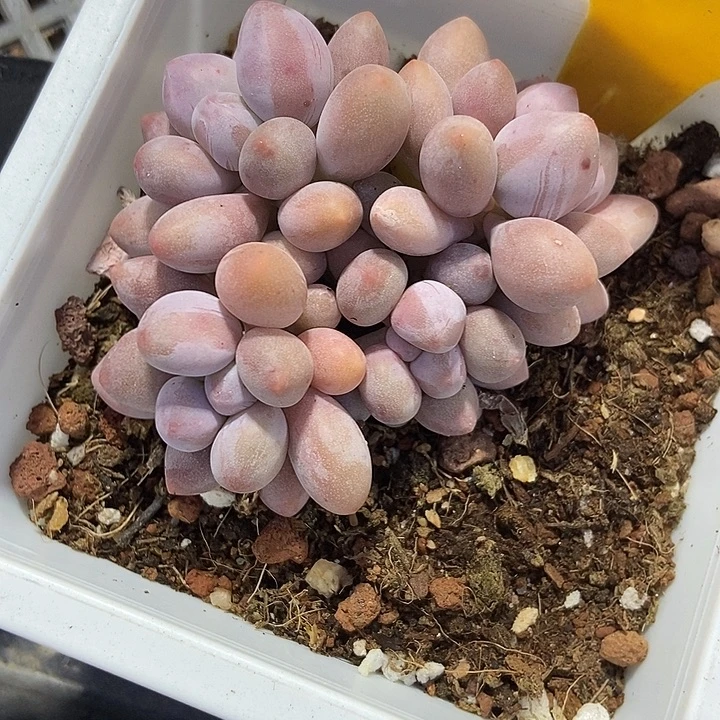 多肉植物粉色恋人566