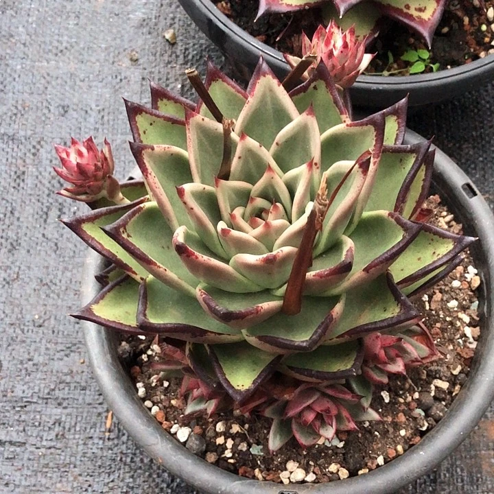 李*乌木大单头带仔福利