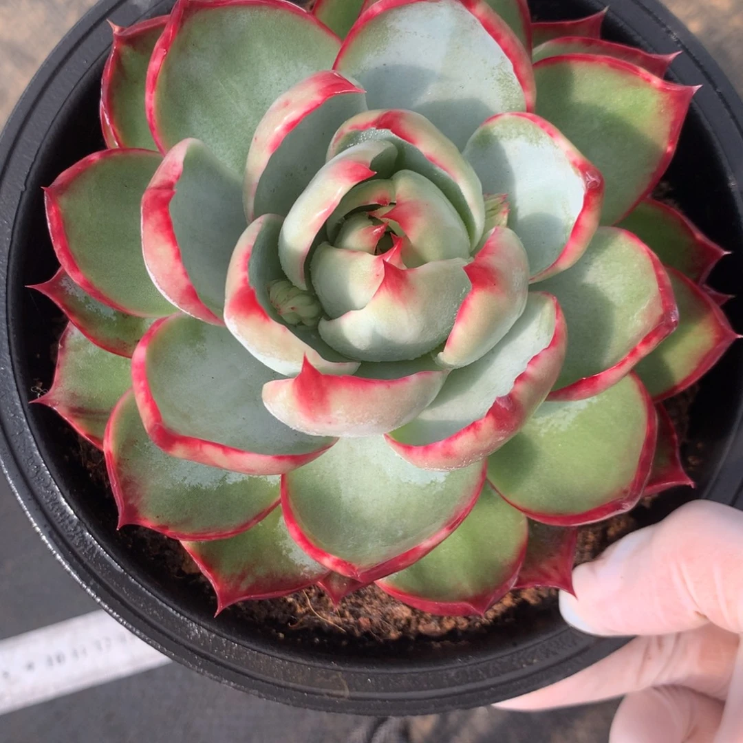 2650多肉植物惊鸿12