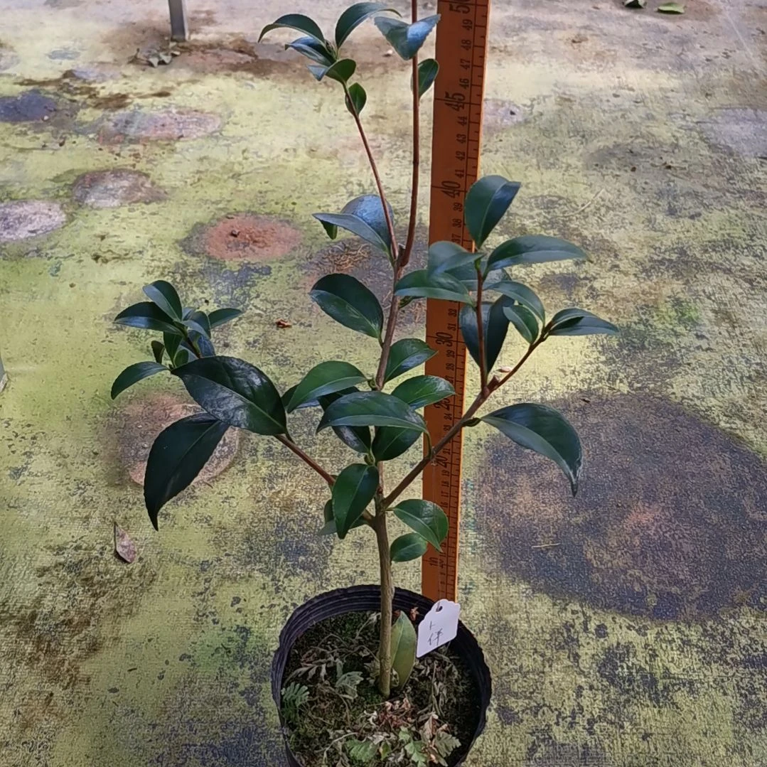 无花朵卜伴品种茶花