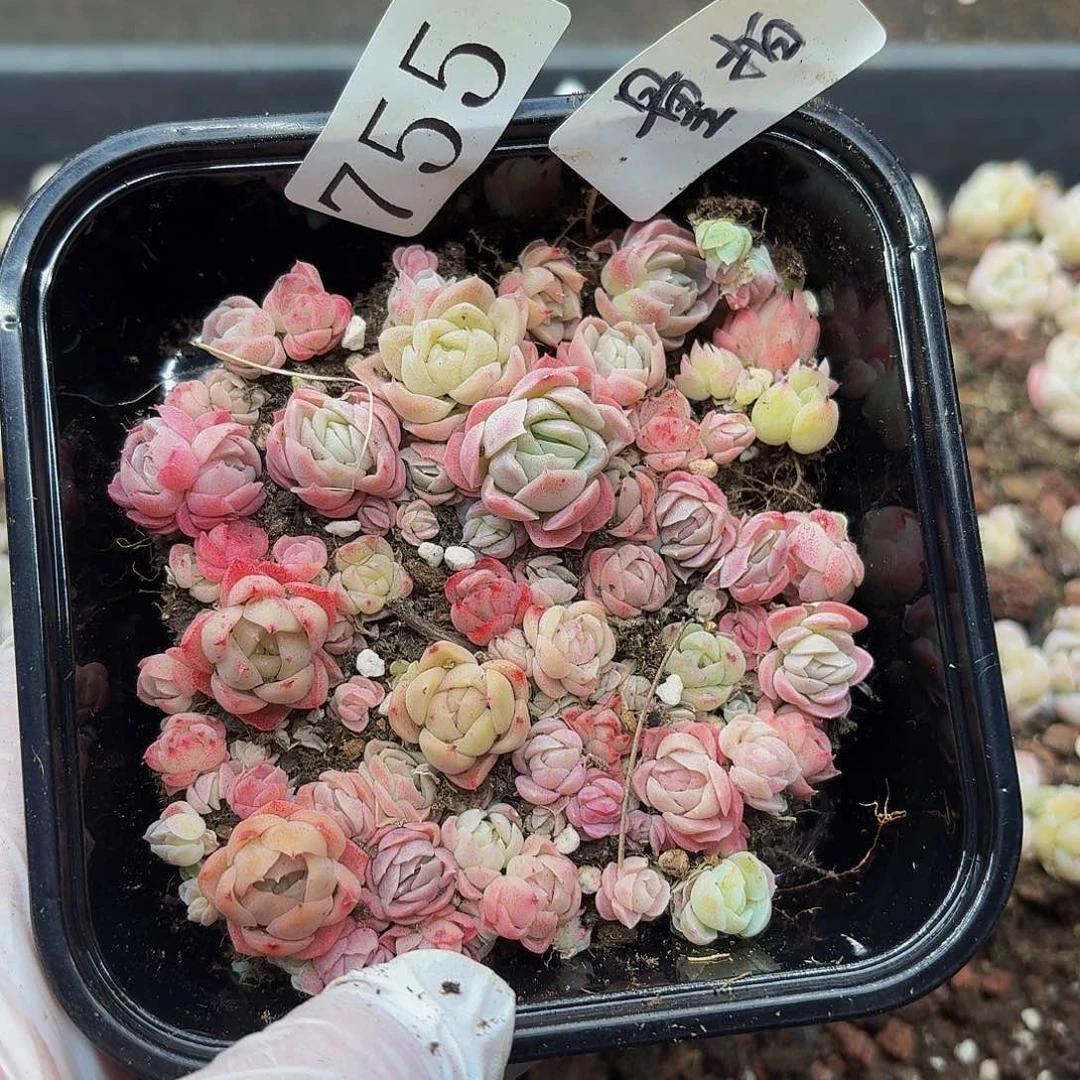 多肉植物多肉植物755量拍