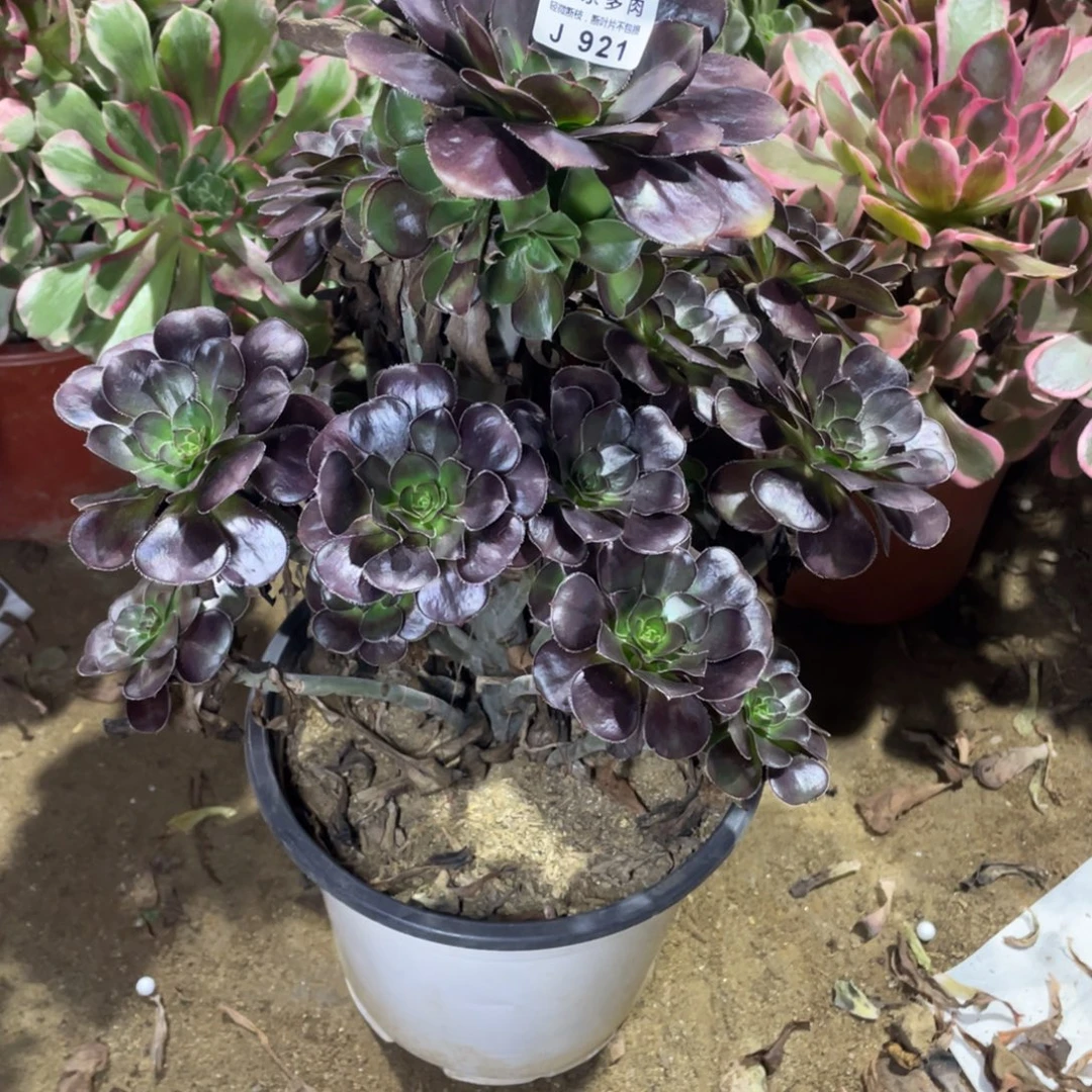 921黑豆多肉法师断枝不包