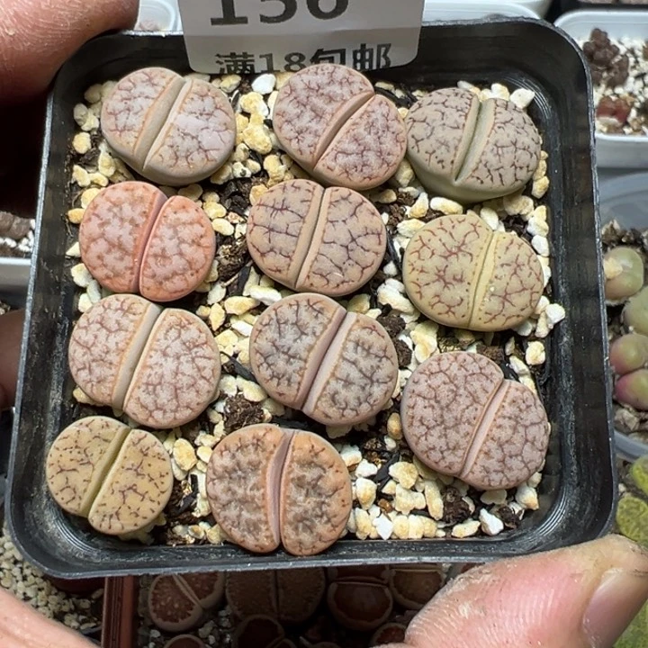 【闪购商品】 156。