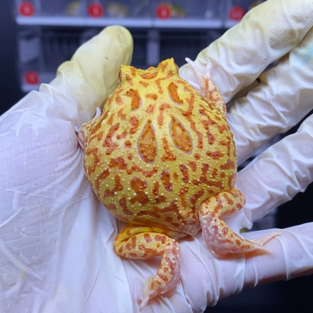 角蛙微瑕蛙蛙火龙角蛙不退不换