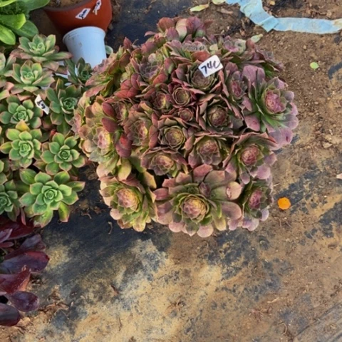 回*红心万圣节74多肉不包断