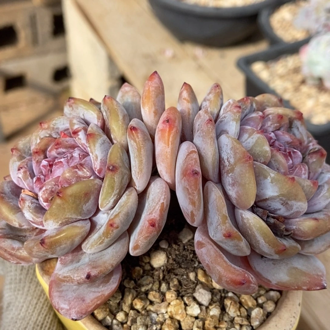 ****°两头粗腿紫心油脸