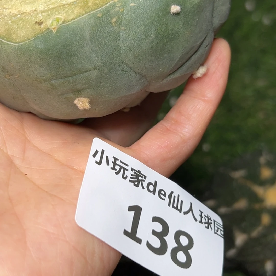 138 落地无根 四月上盆