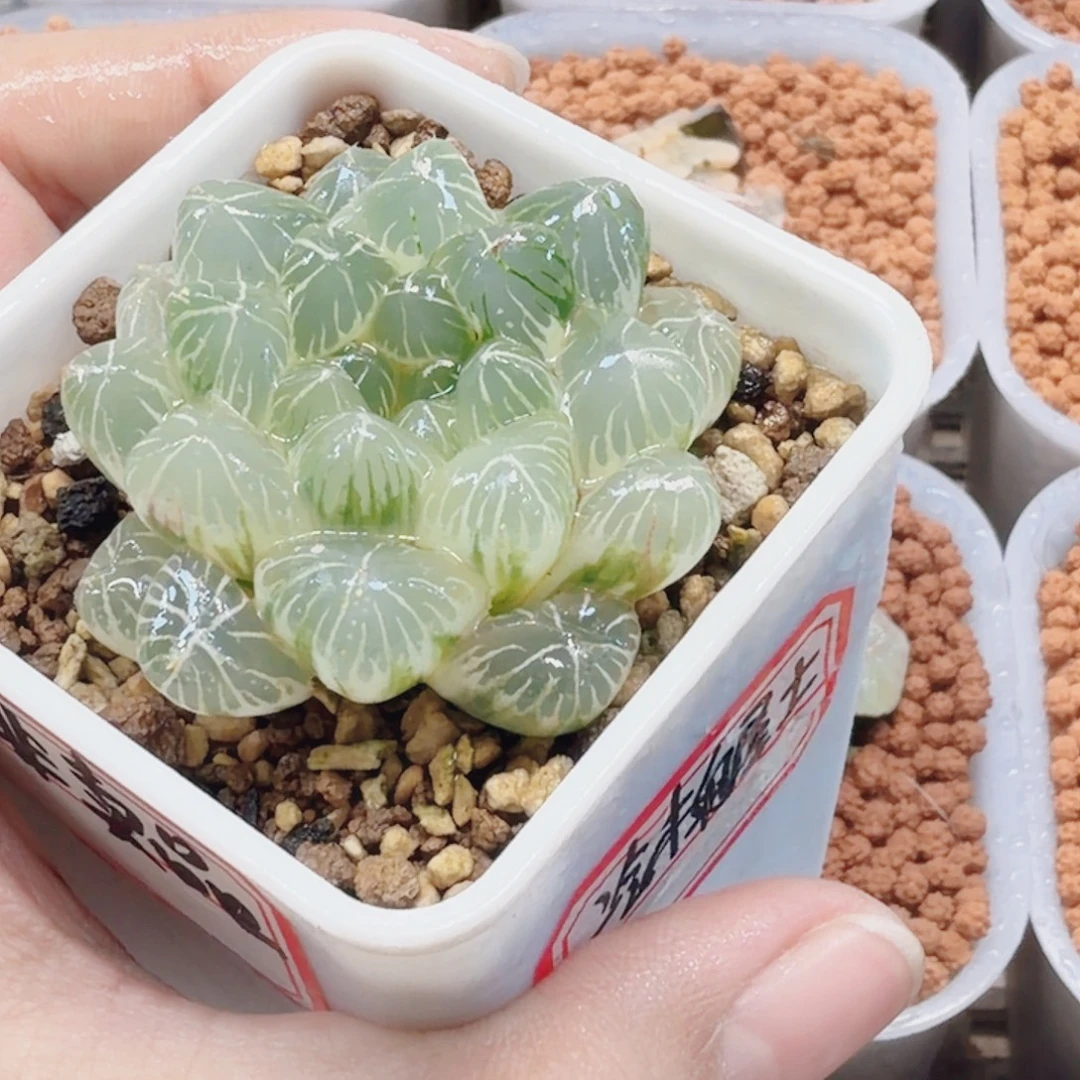 冷***士十二卷白糊湖水糊班