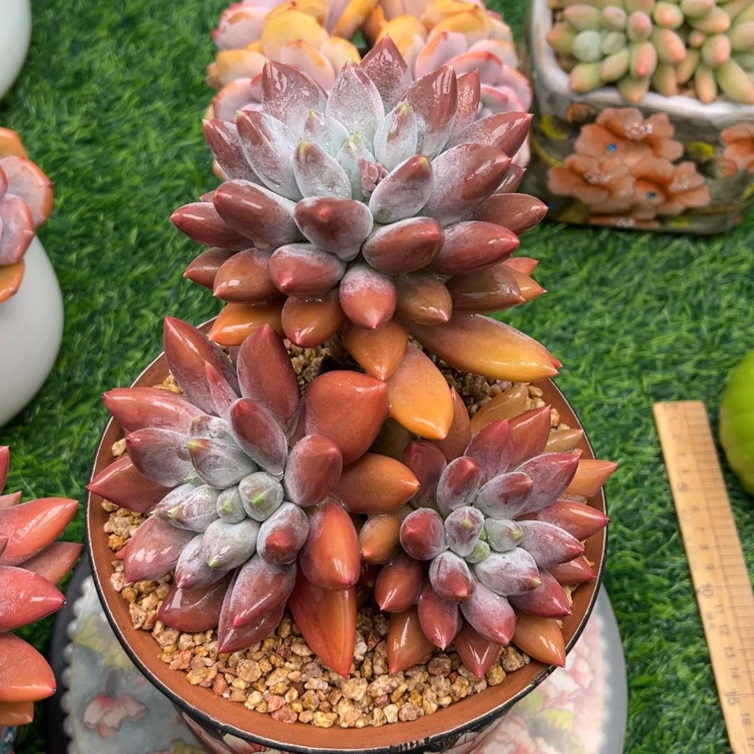 海***萍红胖体哥特寄养的