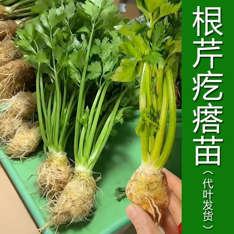 带疙瘩根芹苗大苗带种球根茎食用耐寒阳台盆栽根芹大苗带根茎叶