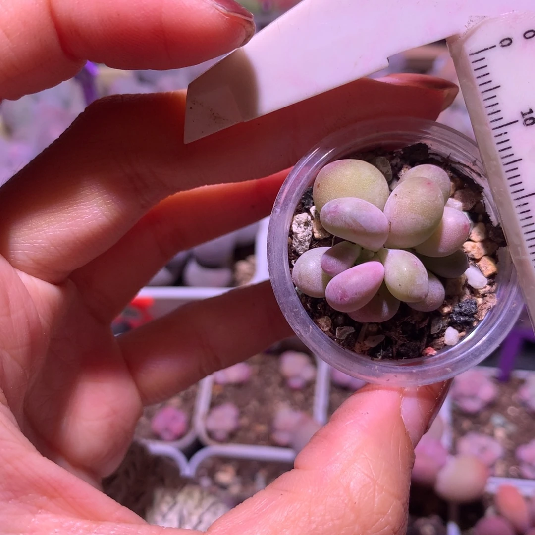 西瓜奶酪叶插苗 不凑满28元发一片叶 不售后 到付