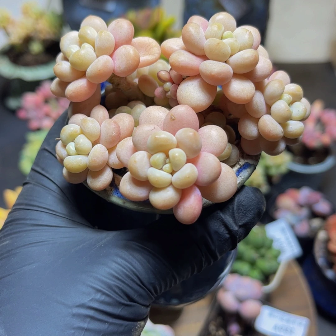 059洛可可8厘米多肉