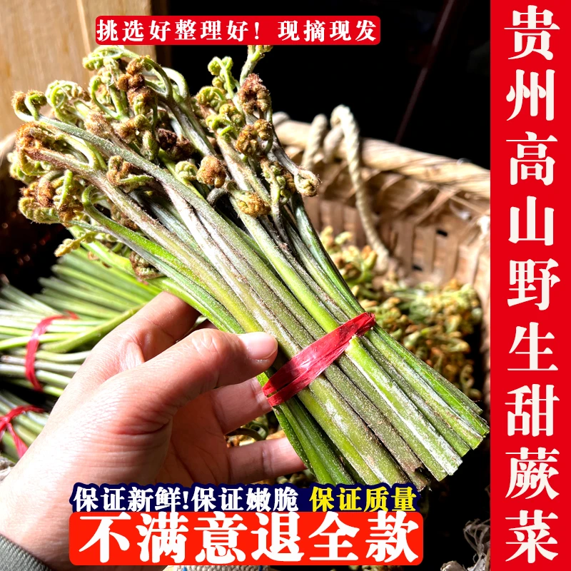 蕨菜新鲜野生蕨苔当季蔬菜凉拌下饭菜鲜撅菜贵州特产当天摘现现发