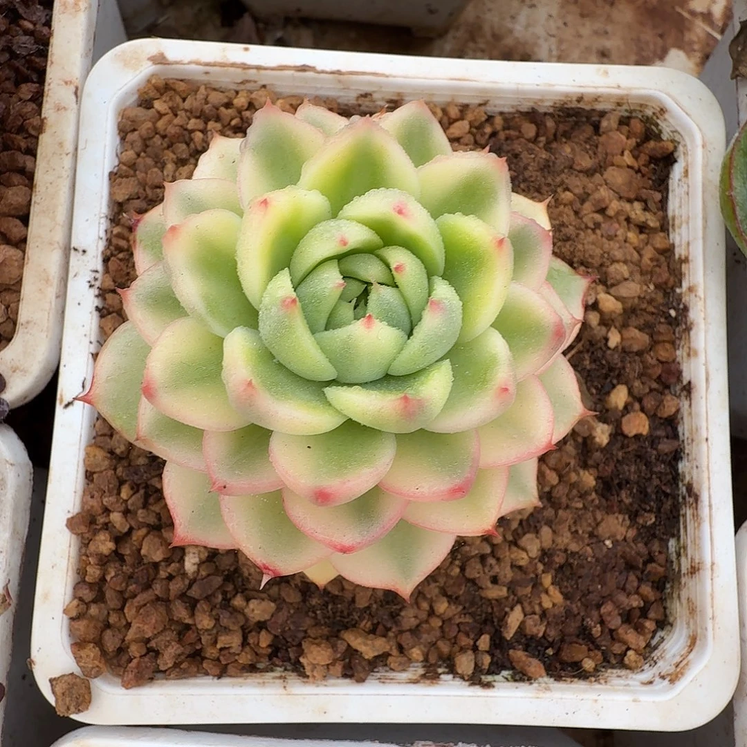 月亮石锦111223-311