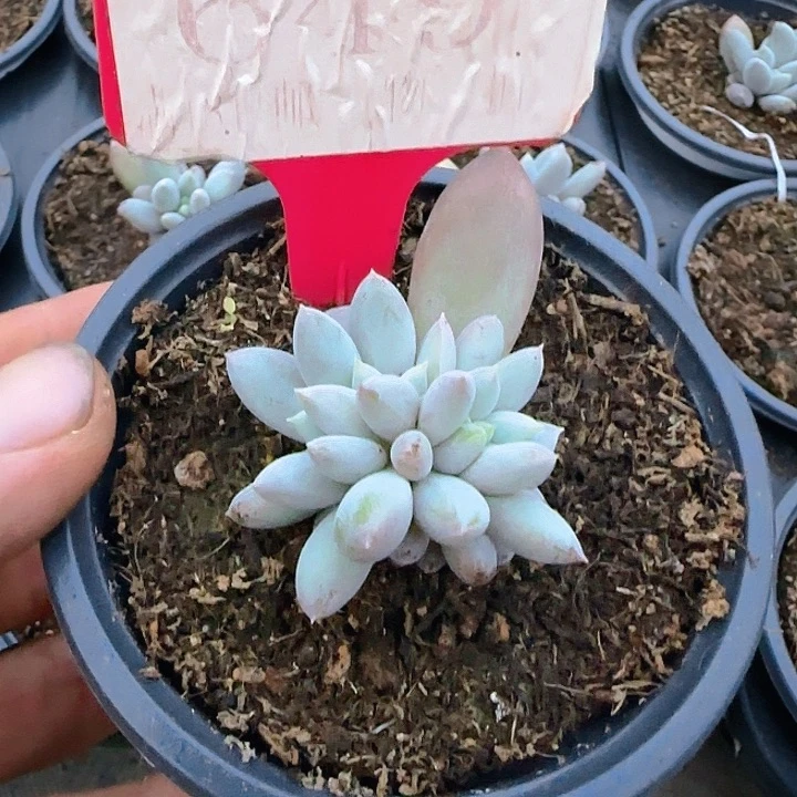 ****子彩体哥特649多肉植物
