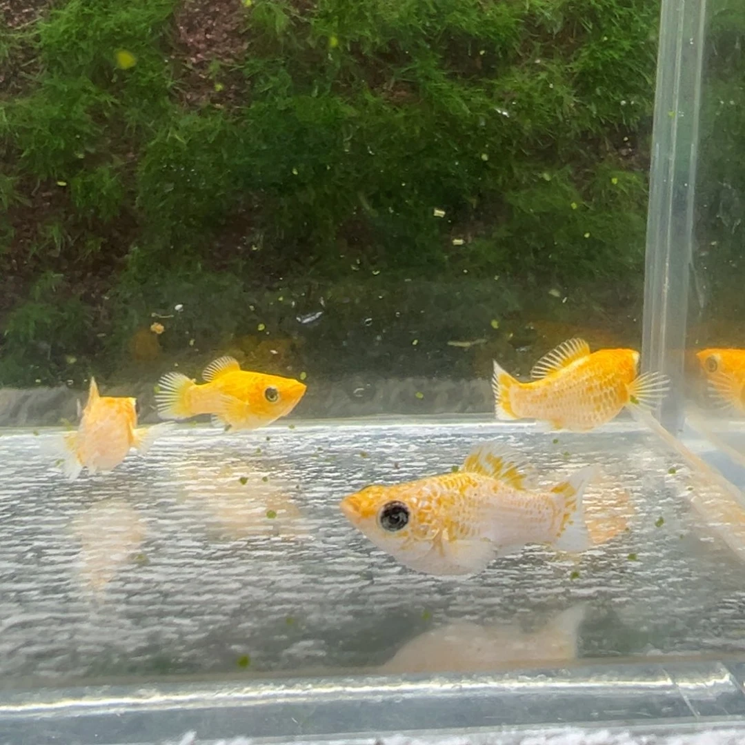 黑玛丽鱼鱼苗4条。