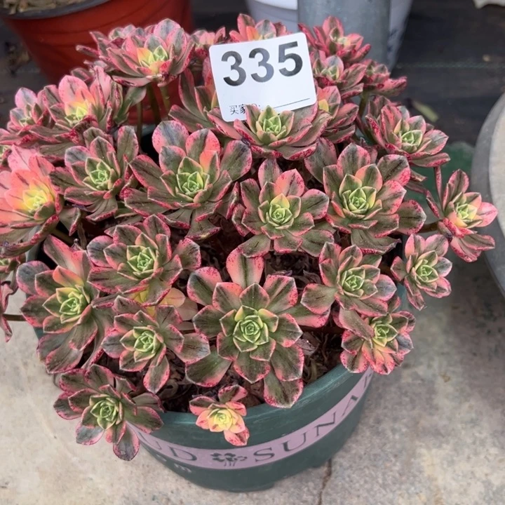 335甜茶20厘米左右