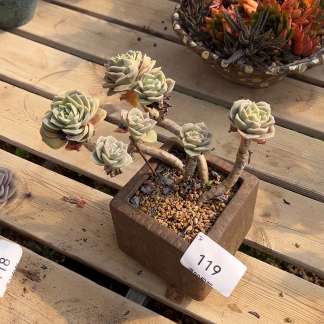 119多肉植物保护研究所两