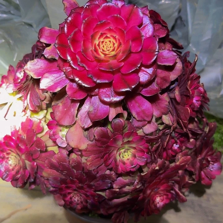 浮*精品美姬老桩捧花特价福利65